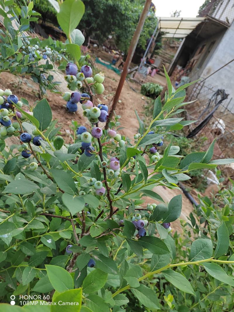 蓝莓树苗