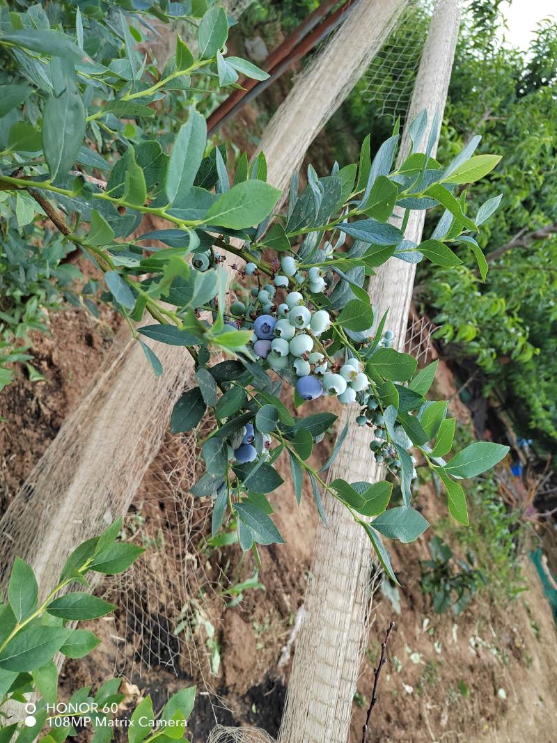 蓝莓树苗