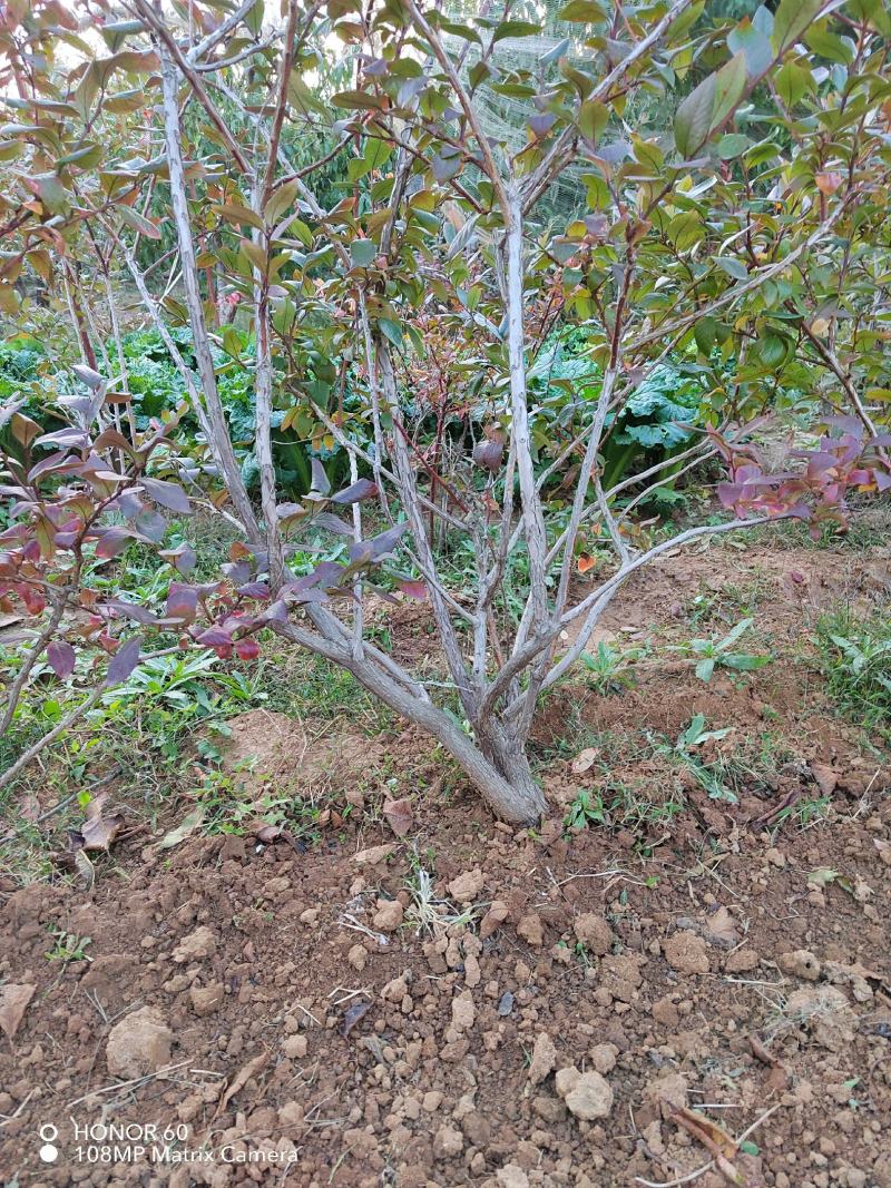 蓝莓树苗