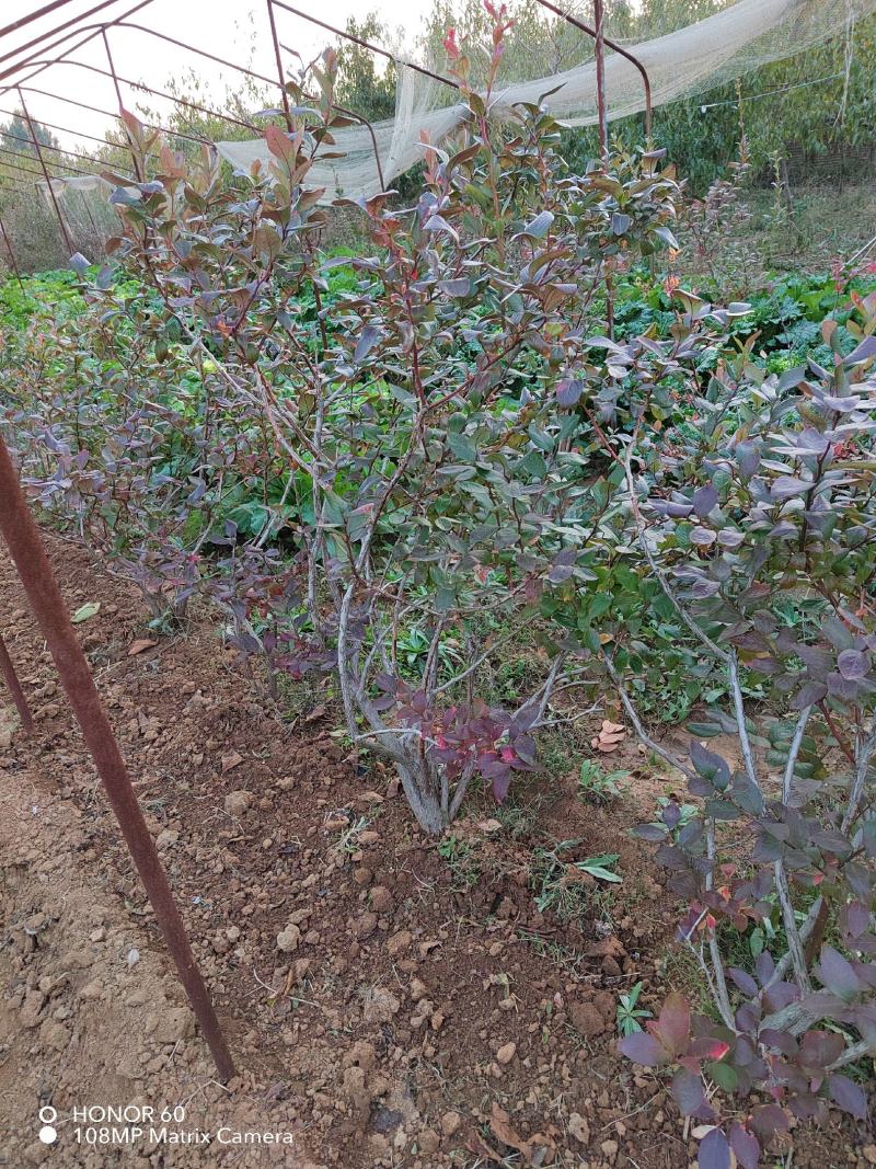 蓝莓树苗