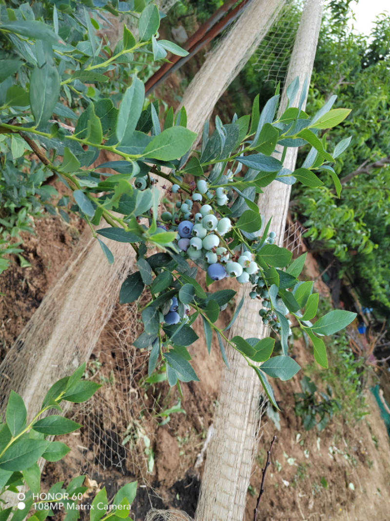 蓝莓树苗