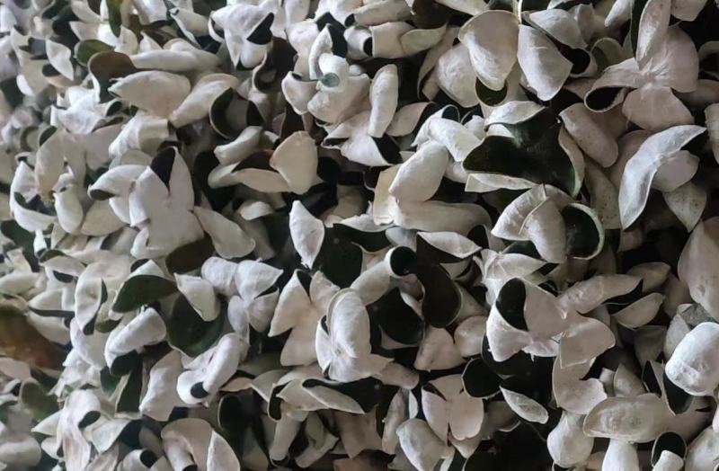 当年新货刀功好5A全青三花青皮柑茶柑皮