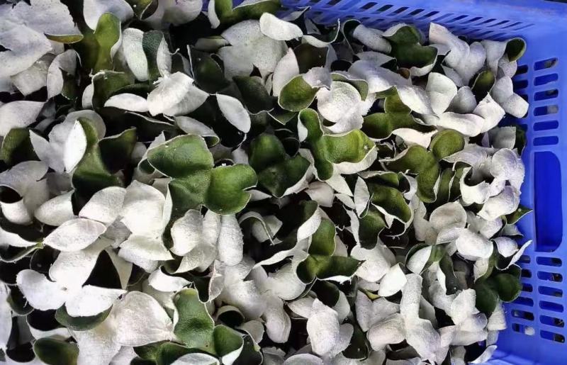 当年新货刀功好5A全青三花青皮柑茶柑皮