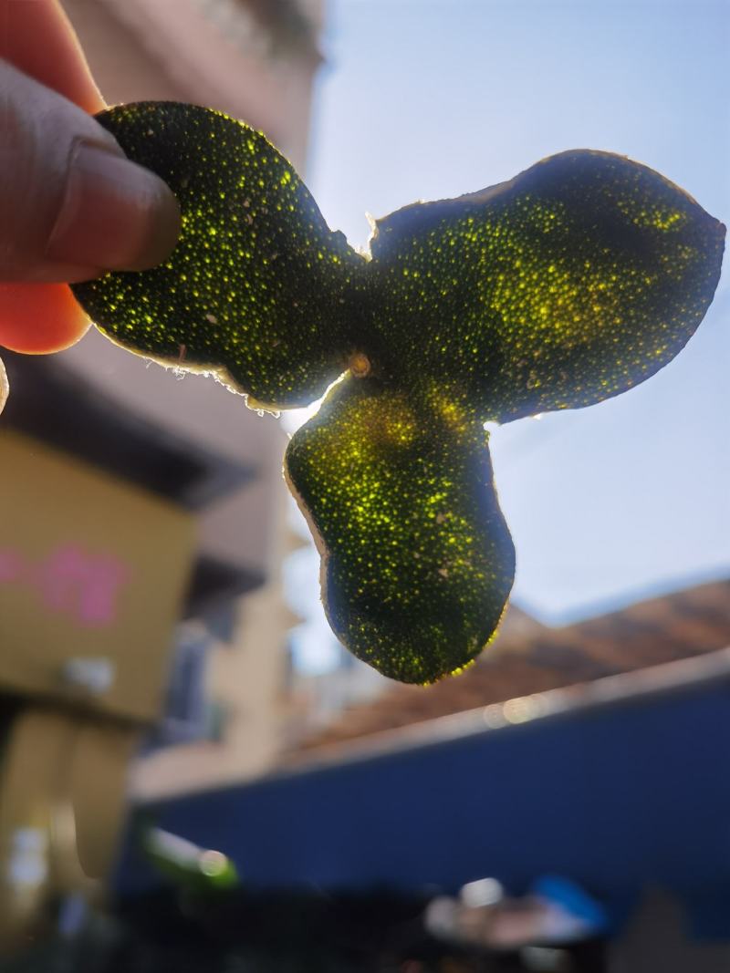 当年新货刀功好5A全青三花青皮柑茶柑皮