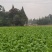 广汉市特早熟小心多儿儿菜，鲜嫩多汁，现砍现卖，无其费用