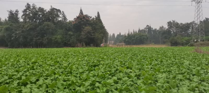 广汉市特早熟小心多儿儿菜，鲜嫩多汁，现砍现卖，无其费用