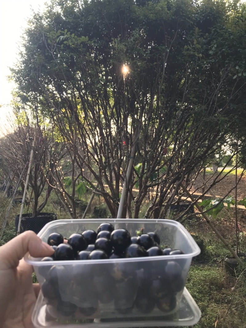 嘉宝果