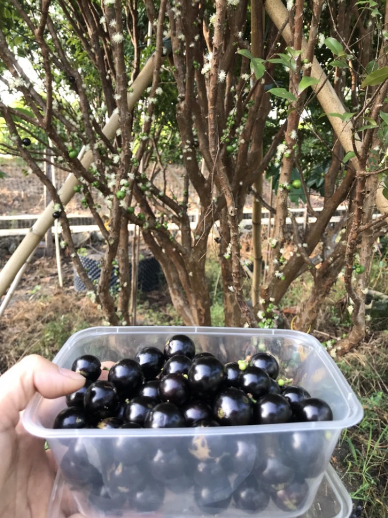 嘉宝果