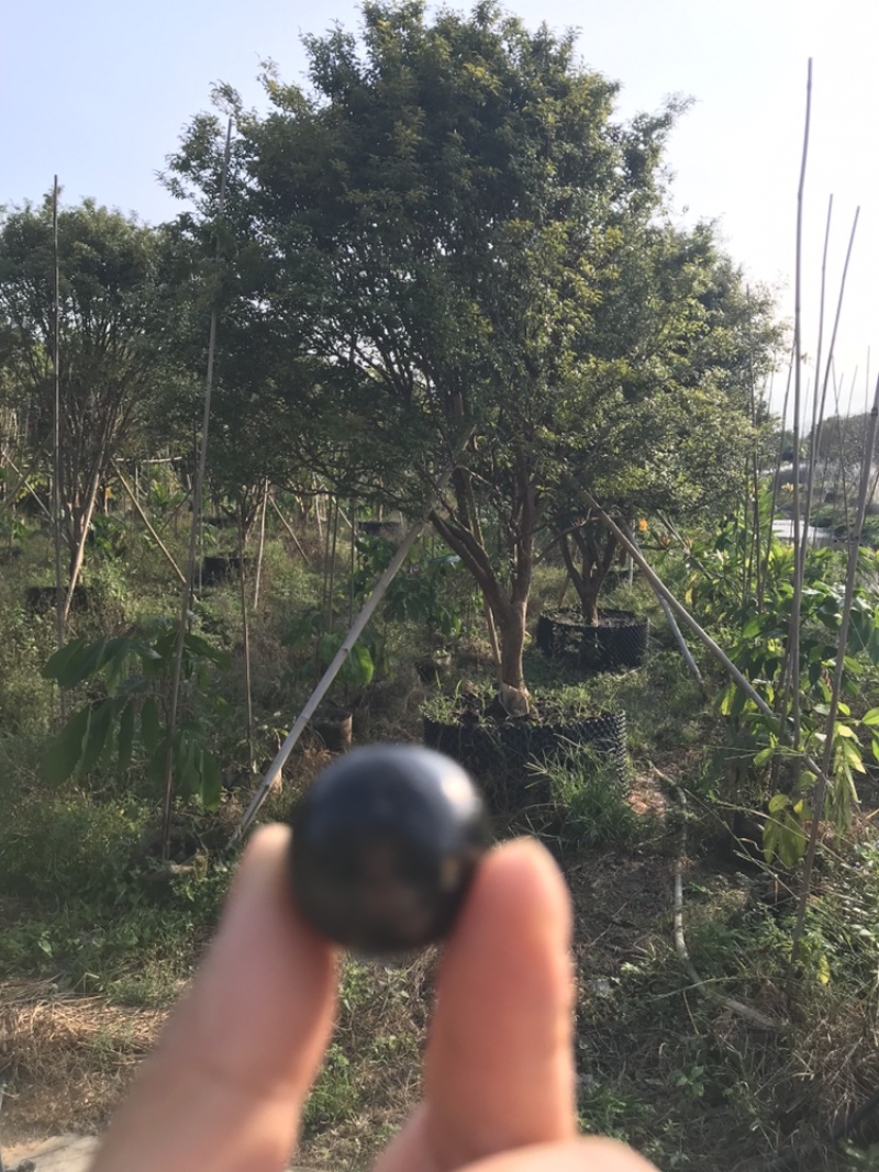 嘉宝果