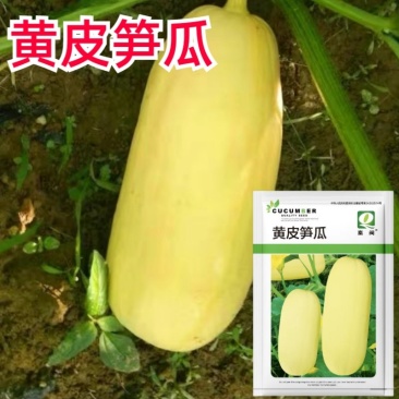 西安黄皮笋瓜种子一串铃笋瓜种子农家庭院阳台种植蔬菜种子