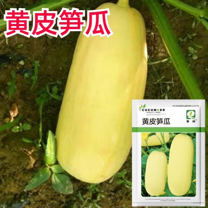 西安黄皮笋瓜种子一串铃笋瓜种子农家庭院阳台种植蔬菜种子
