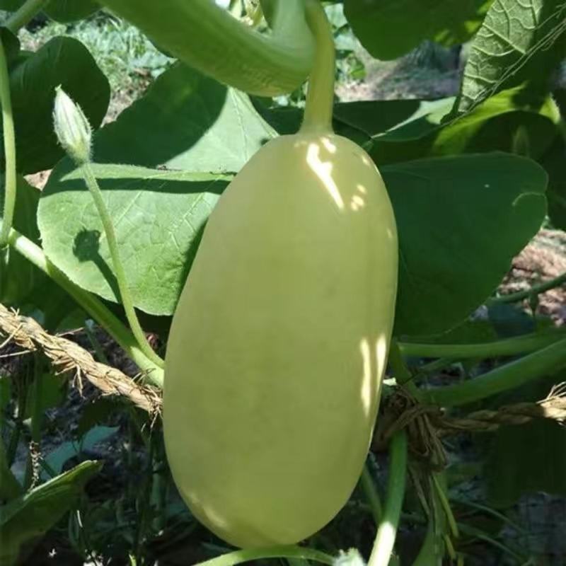 西安黄皮笋瓜种子一串铃笋瓜种子农家庭院阳台种植蔬菜种子