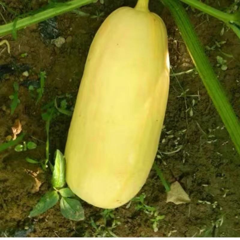西安黄皮笋瓜种子一串铃笋瓜种子农家庭院阳台种植蔬菜种子
