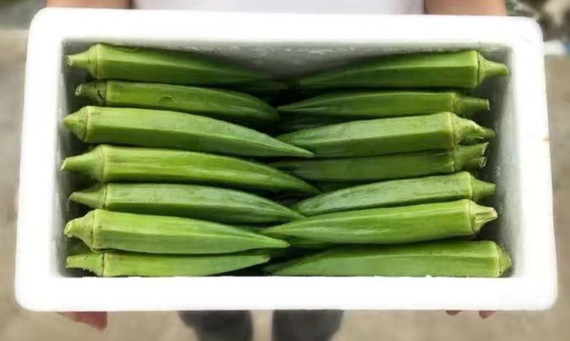 黄秋葵种子水果秋葵种子绿秋葵种子农家庭院阳台种植蔬菜种子