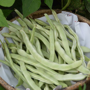 白不老架豆种子