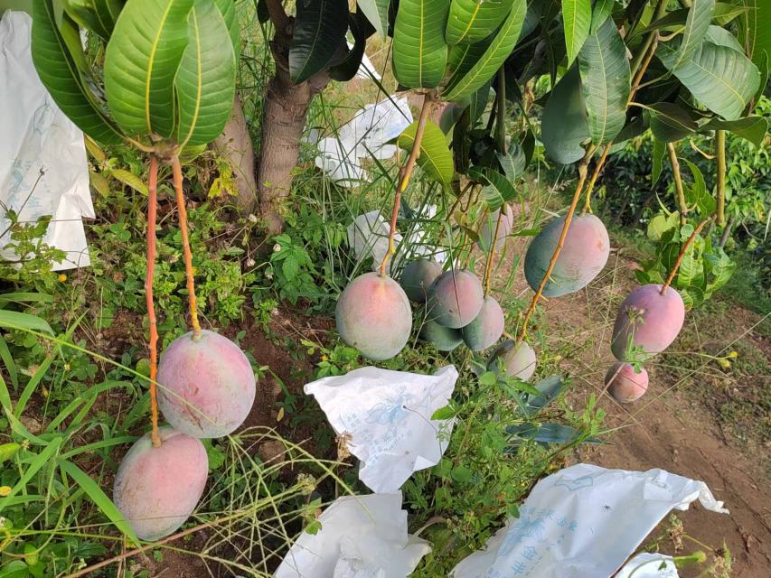 澳芒凯特芒果果园实景