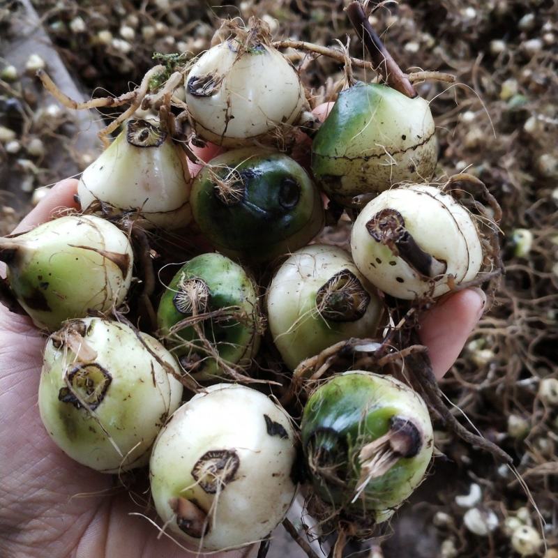 毛慈菇，全块茎，统货包邮