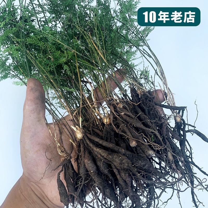 大天冬苗，天冬苗，野生天冬苗