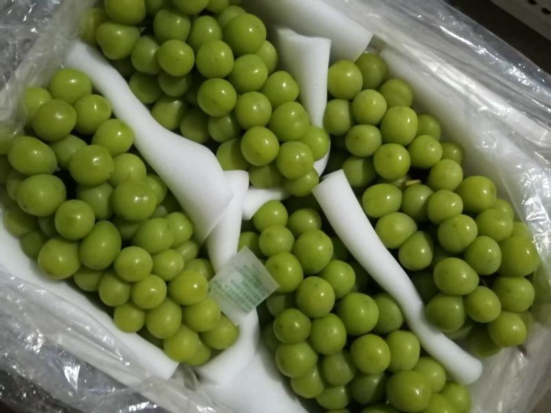 【阳光玫瑰礼盒装】大量供应，价格实惠产地直供品质保证