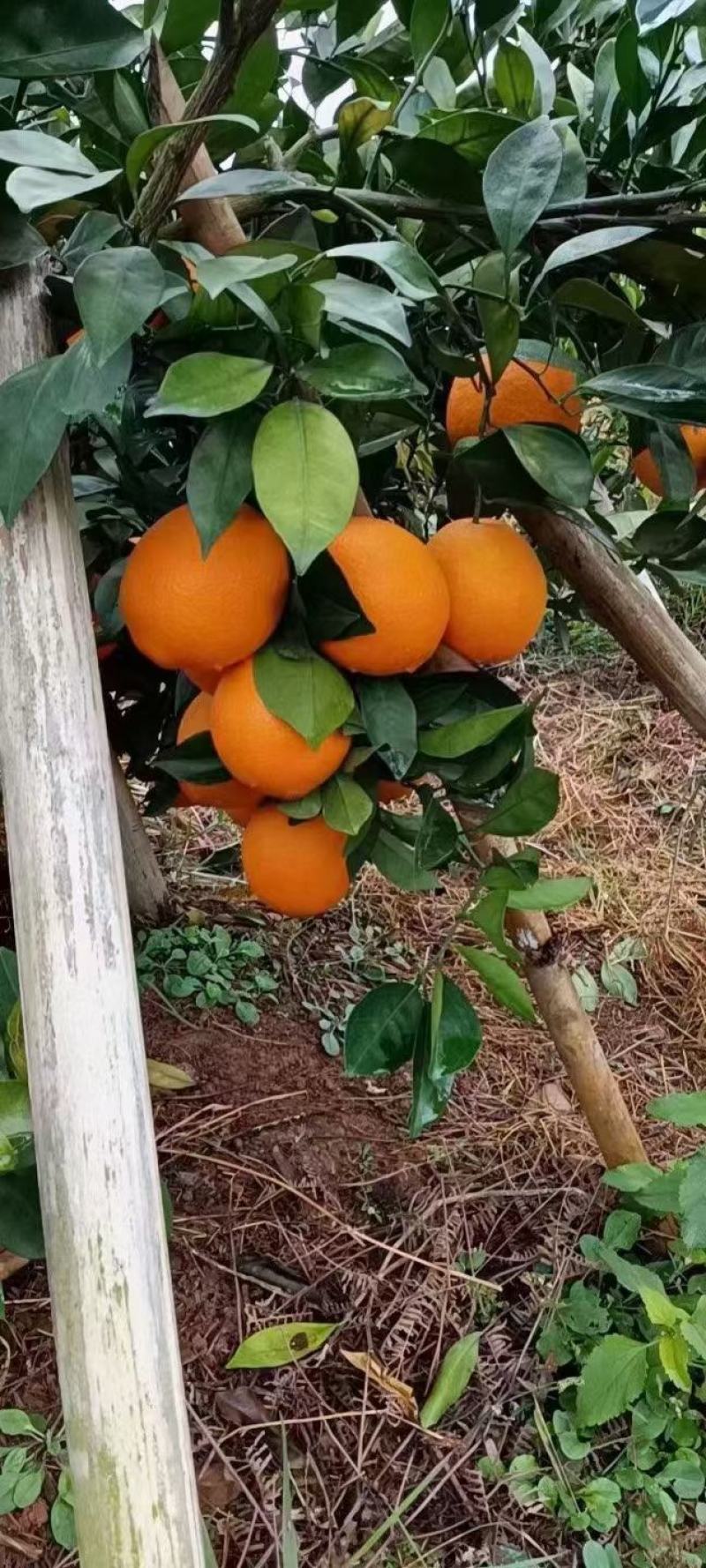南脐橙新鲜赣州橙子产地直发特级当季水果