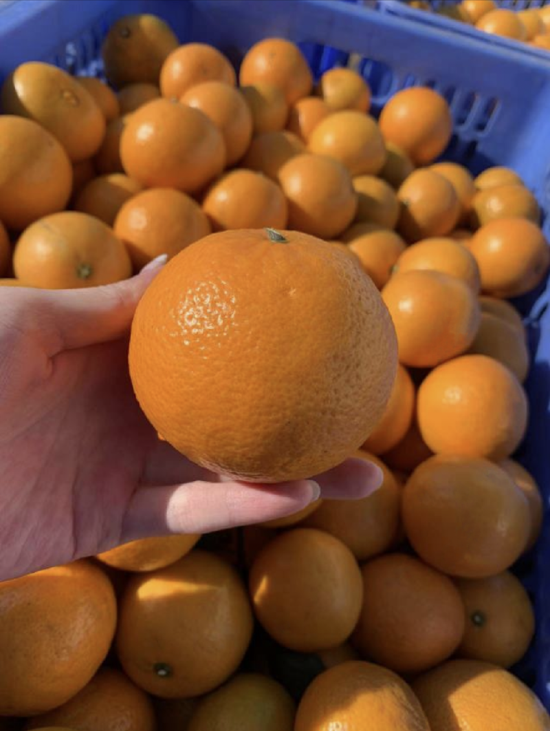 【精选优选】广东皇帝柑贡柑过机精选精品打腊果大量供应