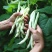 龙盛春秋架豆种子红花白荚早熟四季豆种籽春秋高产长豆角蔬菜
