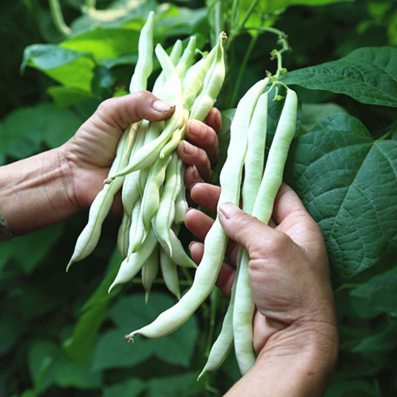 龙盛春秋架豆种子红花白荚早熟四季豆种籽春秋高产长豆角蔬菜