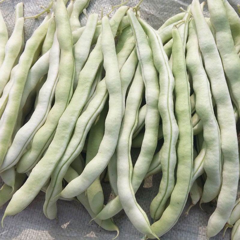 龙盛春秋架豆种子红花白荚早熟四季豆种籽春秋高产长豆角蔬菜