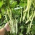 龙盛春秋架豆种子红花白荚早熟四季豆种籽春秋高产长豆角蔬菜