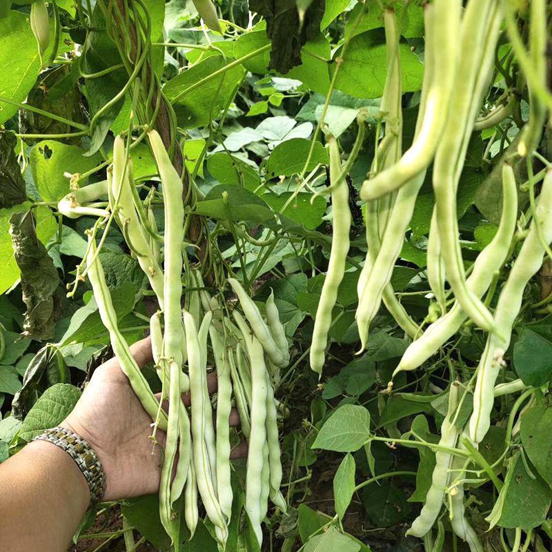 龙盛春秋架豆种子红花白荚早熟四季豆种籽春秋高产长豆角蔬菜