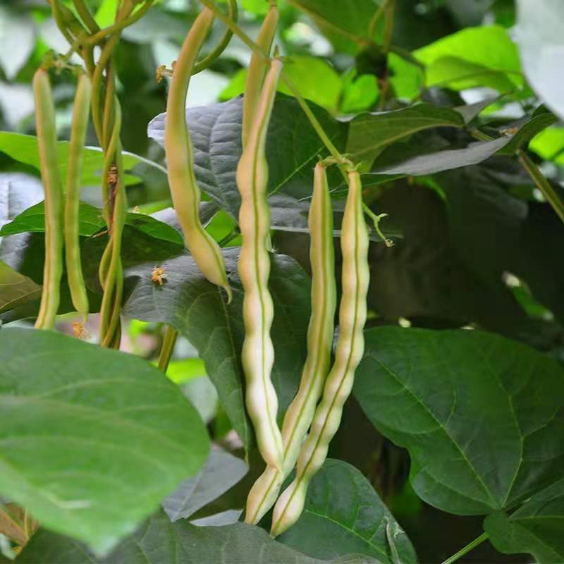 龙盛春秋架豆种子红花白荚早熟四季豆种籽春秋高产长豆角蔬菜