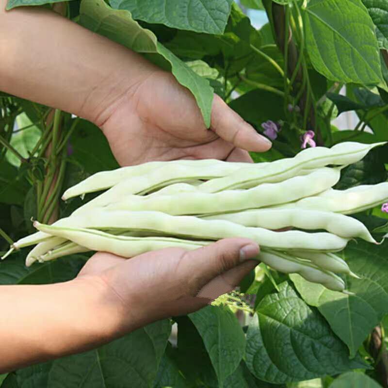 龙盛春秋架豆种子红花白荚早熟四季豆种籽春秋高产长豆角蔬菜