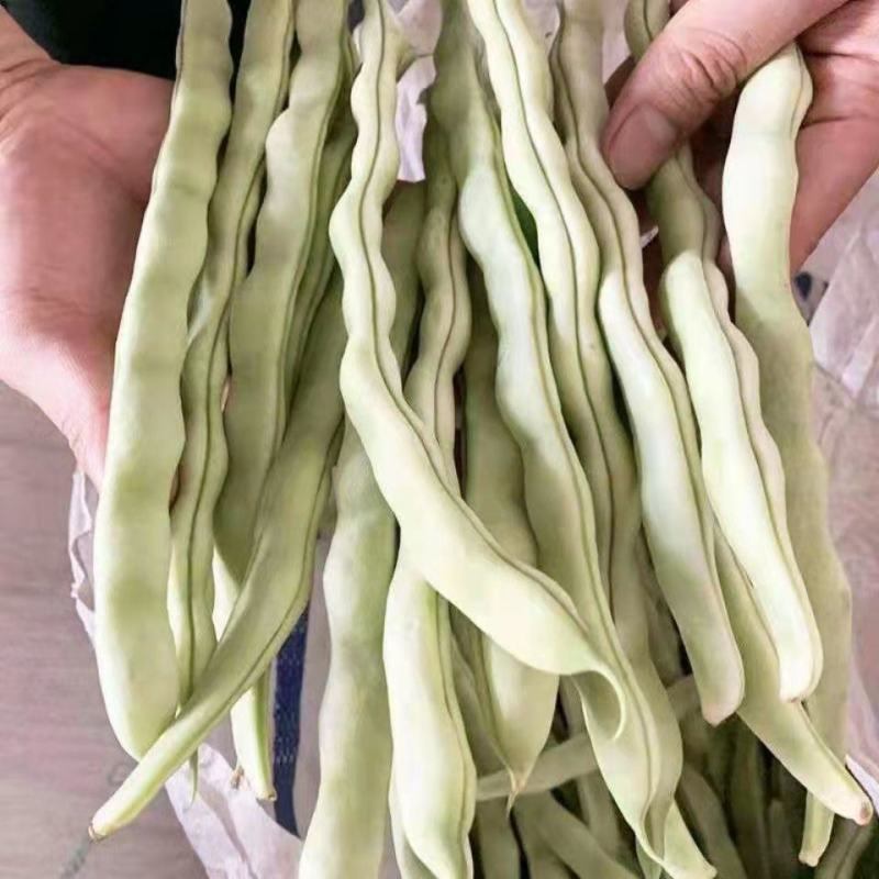 龙盛春秋架豆种子红花白荚早熟四季豆种籽春秋高产长豆角蔬菜