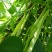 龙盛春秋架豆种子红花白荚早熟四季豆种籽春秋高产长豆角蔬菜