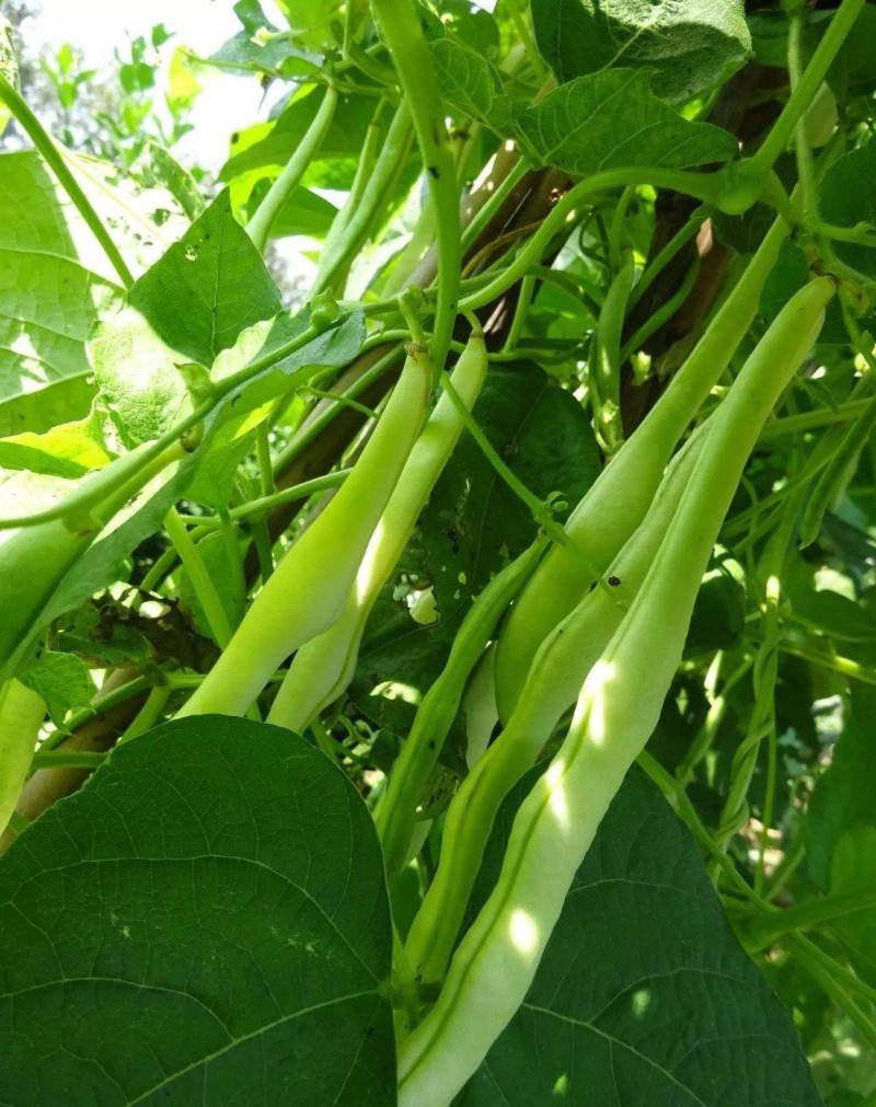 龙盛春秋架豆种子红花白荚早熟四季豆种籽春秋高产长豆角蔬菜