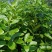 广东四季香水柠檬苗，香气更浓皮薄无籽无苦味