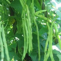 四季豆种子龙盛神龙玉豆四季豆中早熟高产抗病荚嫩肉厚小金豆