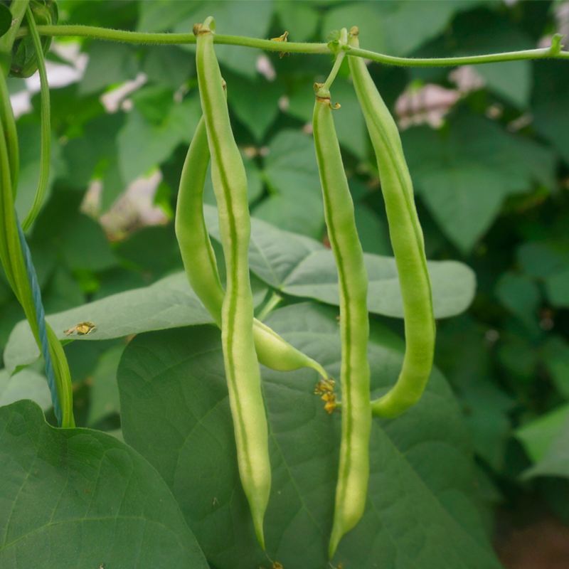 四季豆种子龙盛神龙玉豆四季豆中早熟高产抗病荚嫩肉厚小金豆