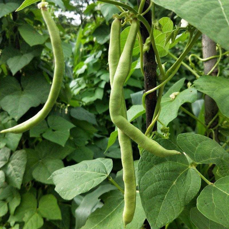 四季豆种子龙盛神龙玉豆四季豆中早熟高产抗病荚嫩肉厚小金豆