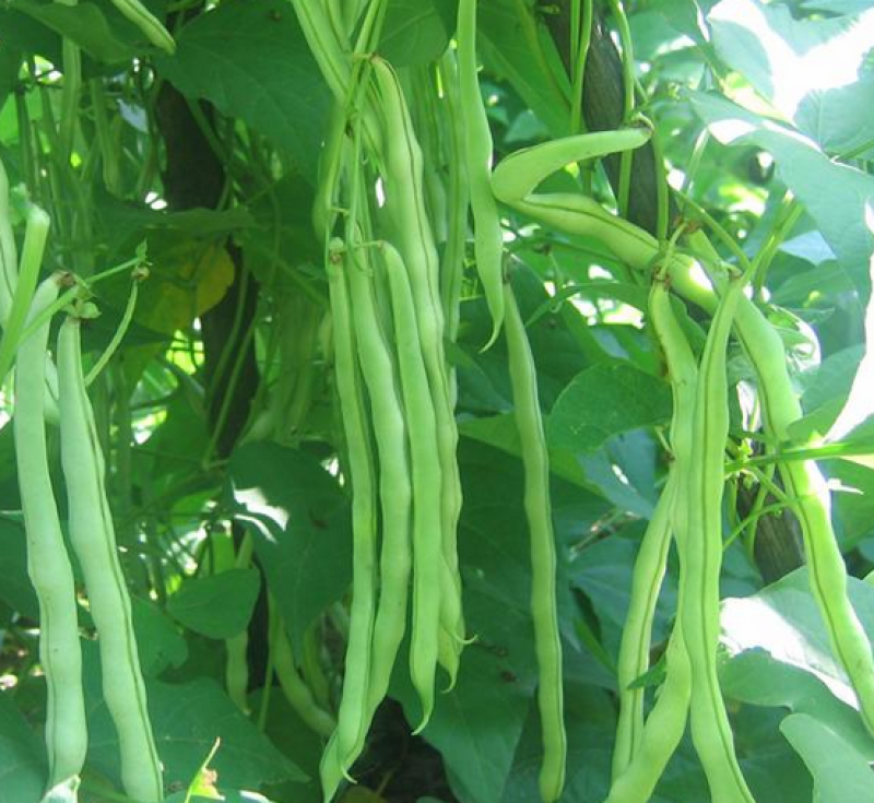 四季豆种子龙盛神龙玉豆四季豆中早熟高产抗病荚嫩肉厚小金豆