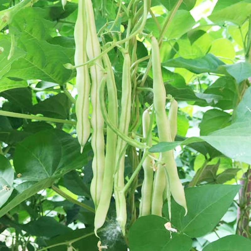 四季豆种籽