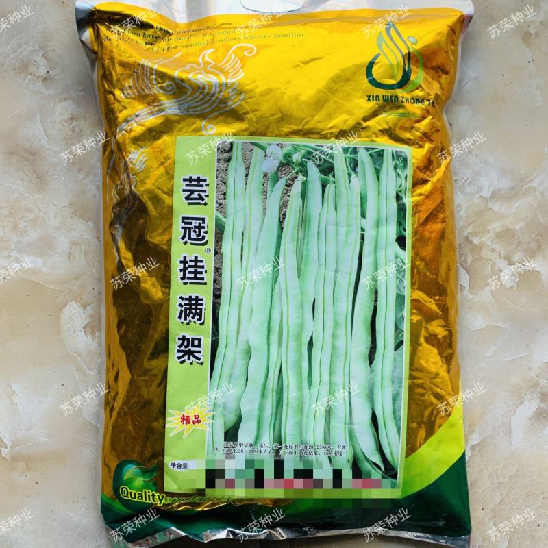 四季豆种籽
