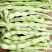 【老来少架豆王种子】四季播豆角九粒白芸豆种籽白芸豆籽蔬菜