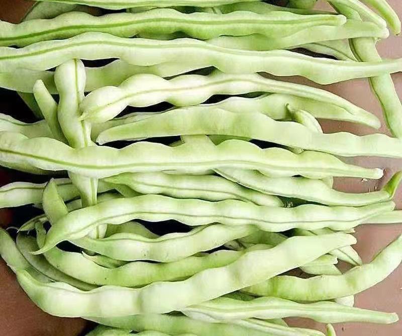 【老来少架豆王种子】四季播豆角九粒白芸豆种籽白芸豆籽蔬菜