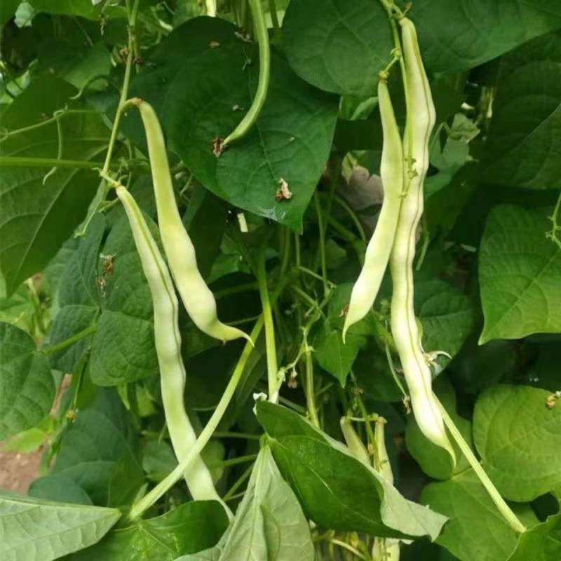 【老来少架豆王种子】四季播豆角九粒白芸豆种籽白芸豆籽蔬菜
