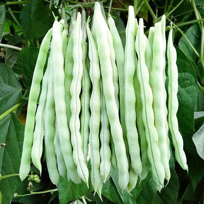 【老来少架豆王种子】四季播豆角九粒白芸豆种籽白芸豆籽蔬菜