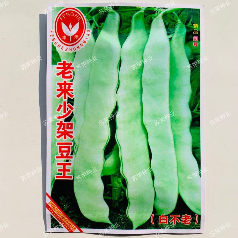 【老来少架豆王种子】四季播豆角九粒白芸豆种籽白芸豆籽蔬菜