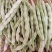 【老来少架豆王种子】四季播豆角九粒白芸豆种籽白芸豆籽蔬菜