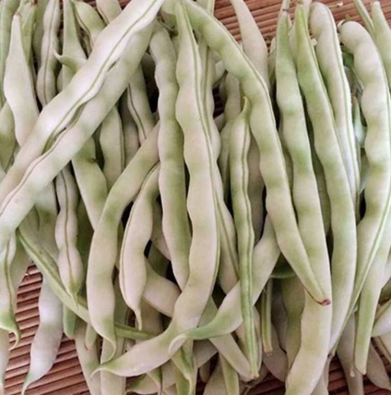【老来少架豆王种子】四季播豆角九粒白芸豆种籽白芸豆籽蔬菜