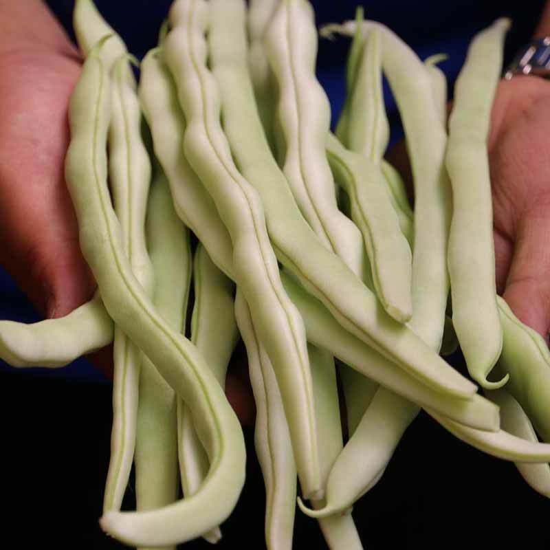 【老来少架豆王种子】四季播豆角九粒白芸豆种籽白芸豆籽蔬菜
